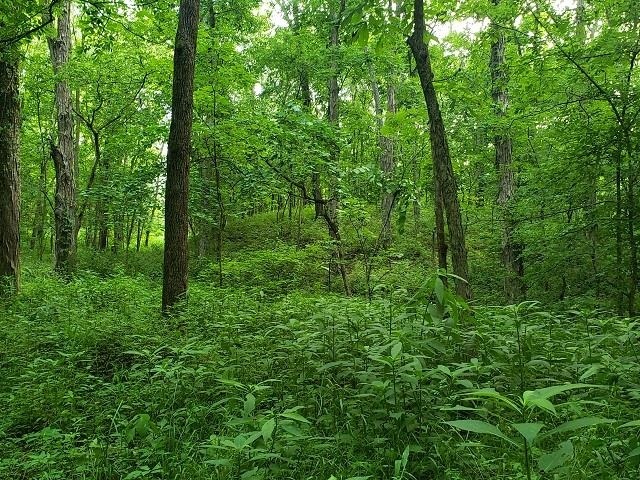 0 East Divide Road Texico, IL 62889 - Photo 24 of 29 a view of a lush green forest