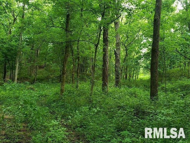 0 East Divide Road Texico, IL 62889 - Photo 25 of 29 a view of a lush green forest