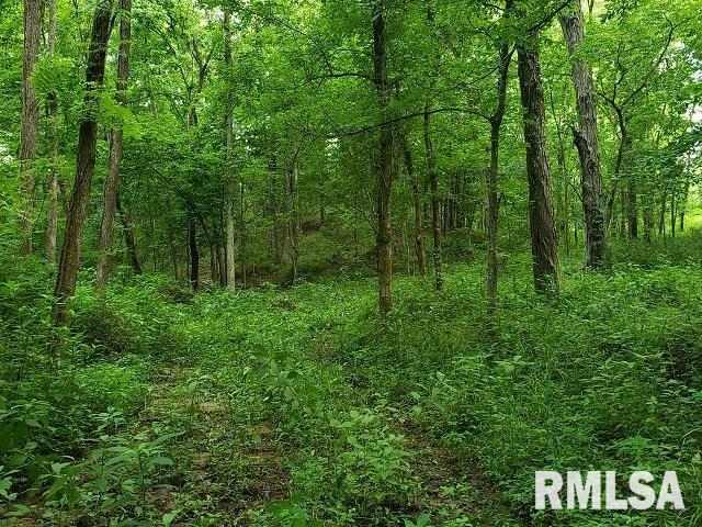 0 East Divide Road Texico, IL 62889 - Photo 26 of 29 a view of a lush green forest