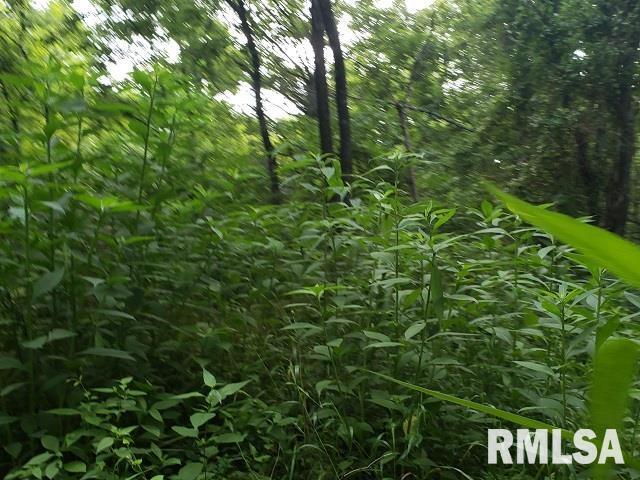 0 East Divide Road Texico, IL 62889 - Photo 27 of 29 a view of a lush green forest