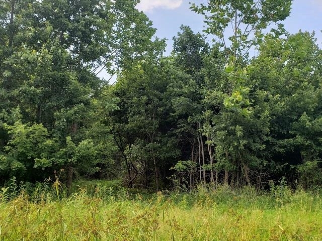 0 East Divide Road Texico, IL 62889 - Photo 29 of 29 a view of a lush green forest