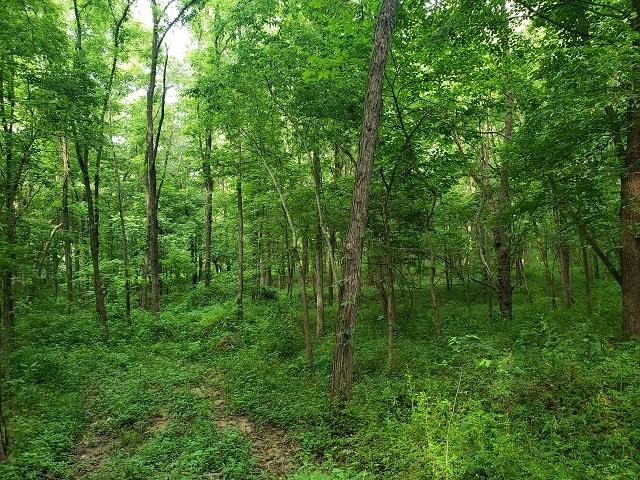0 East Divide Road Texico, IL 62889 - Photo 3 of 29 a view of a lush green forest