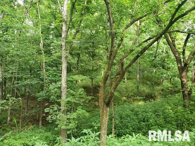 0 East Divide Road Texico, IL 62889 - Photo 10 of 29 a view of a lush green forest