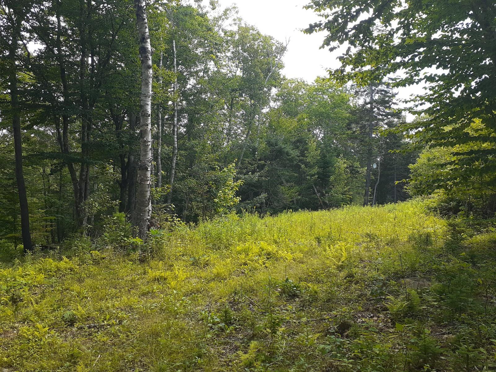 772 Pleasant Point Road Cushing, ME 04563 - Photo 9 of 13 clearing