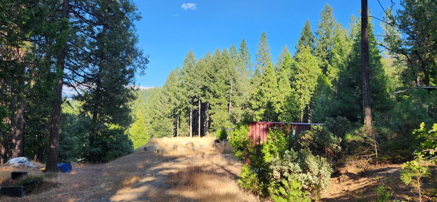 20392 Madrone Springs Road Nevada City, CA 95959 - Photo 2 of 18 a view of a yard with plants and trees
