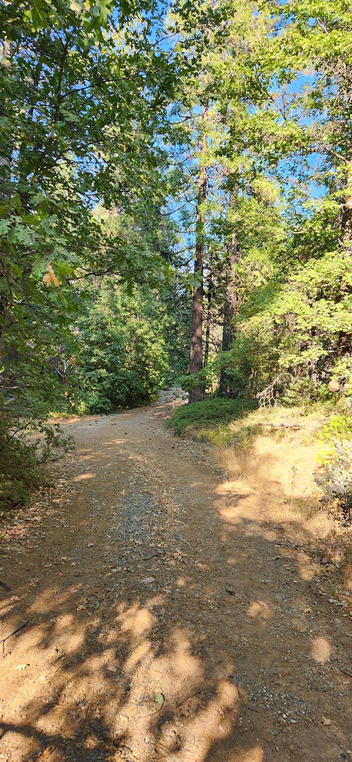 20392 Madrone Springs Road Nevada City, CA 95959 - Photo 3 of 18 a view of a big yard with plants and large trees