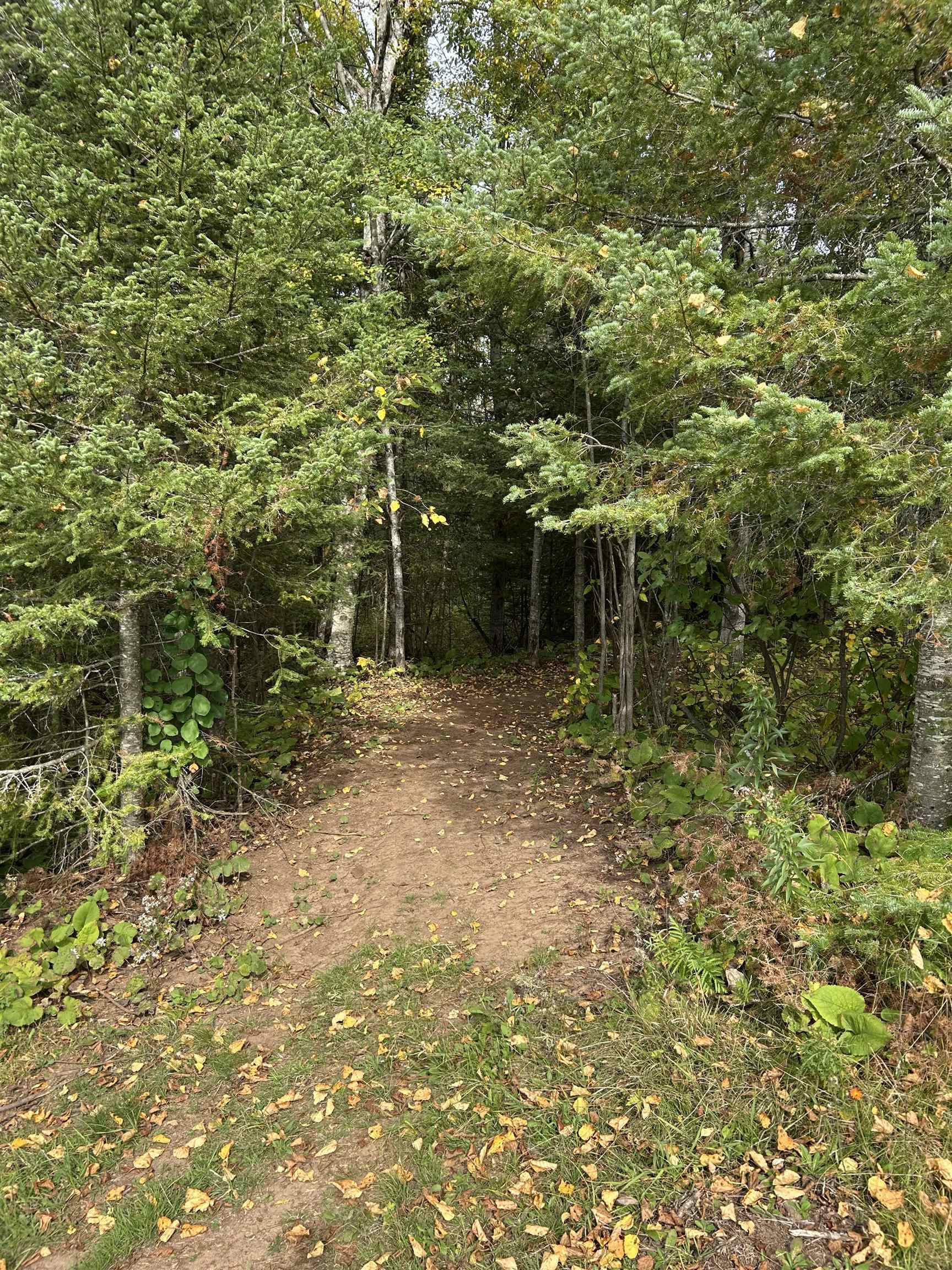 4184 Bergstrom Road Two Harbors, MN 55616 - Photo 13 of 20 View of woods