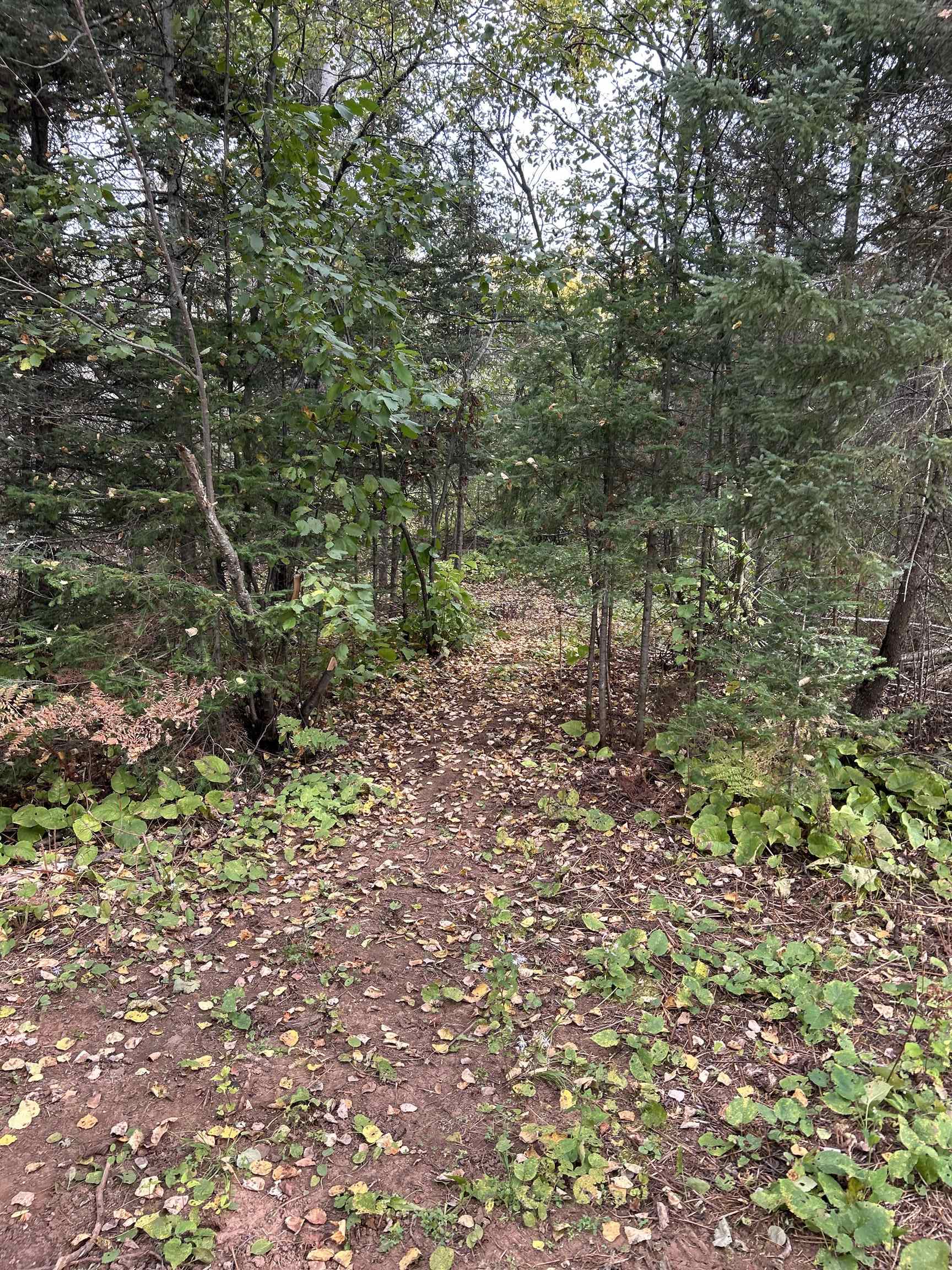 4184 Bergstrom Road Two Harbors, MN 55616 - Photo 14 of 20 View of wooded area
