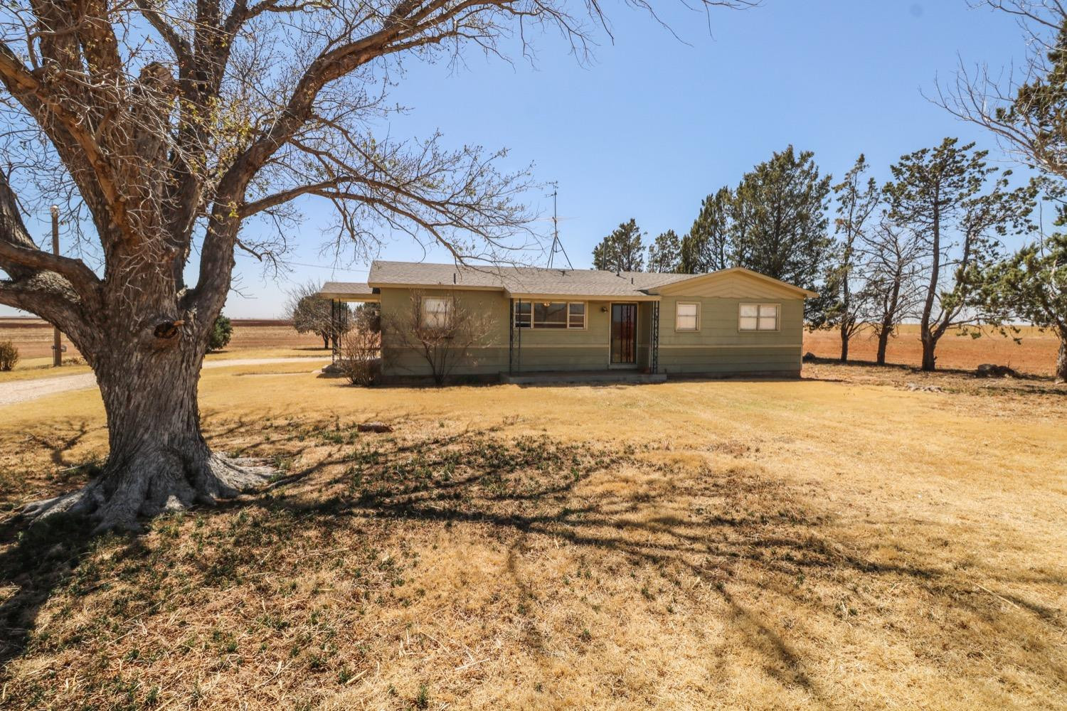450 County Road 29 Muleshoe, TX 79347 - Photo 2 of 27 a view of a large tree with a yard