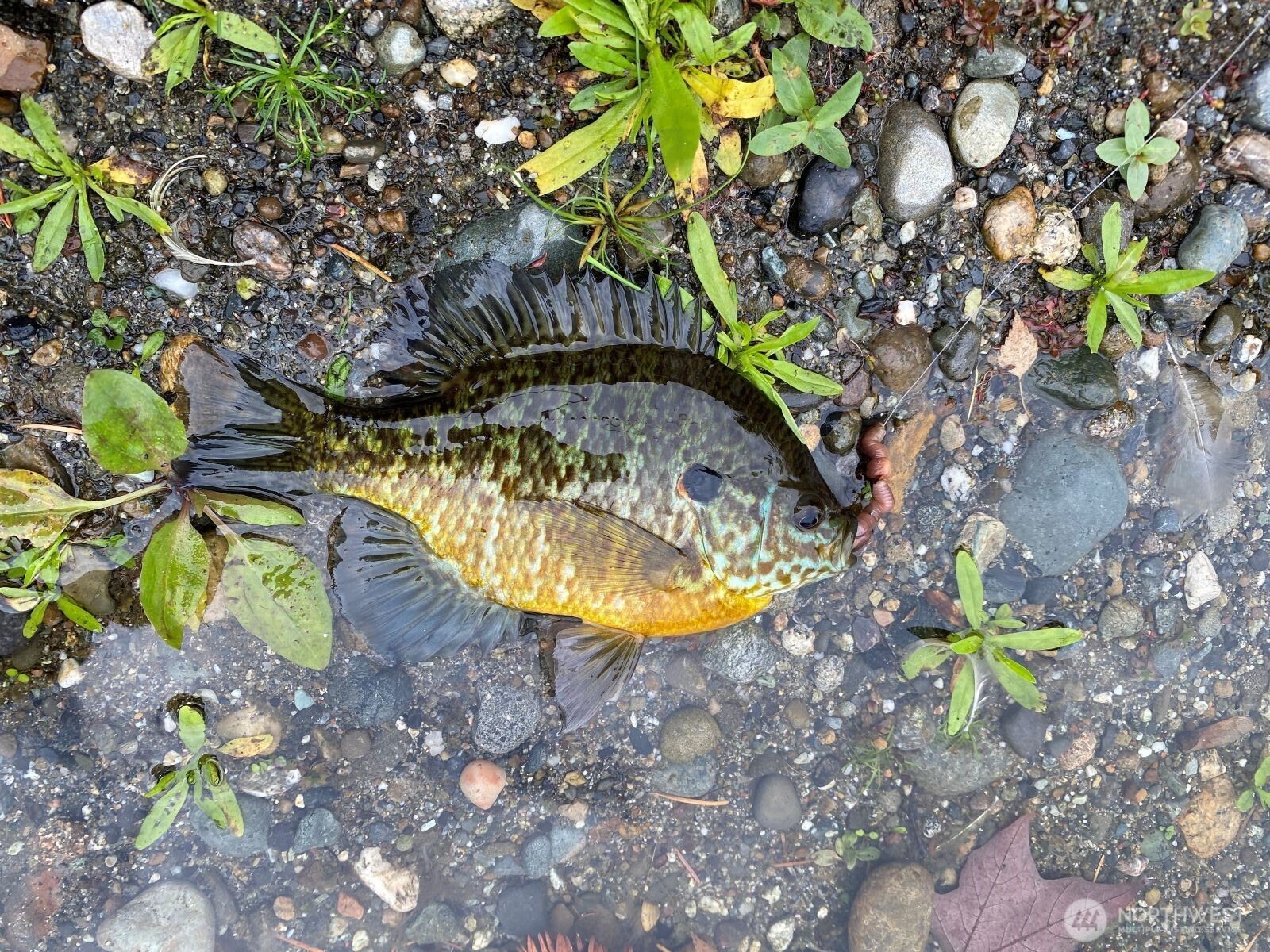 323 75th Street Southeast, Unit B10 Everett, WA 98203 - Photo 6 of 20