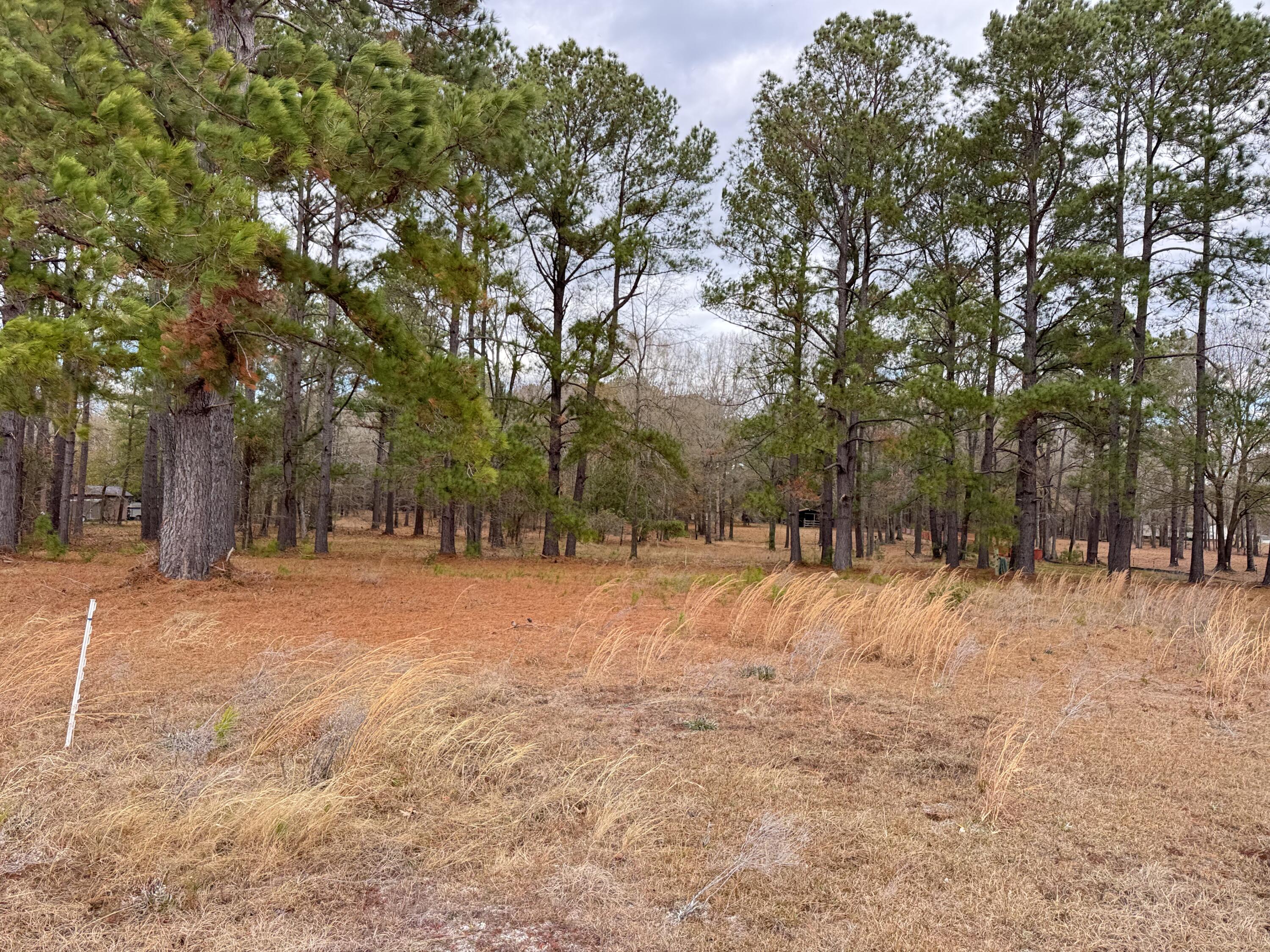 0 Lake Marion Shores Road Summerton, SC 29148 - Photo 5 of 12 IMG_8283