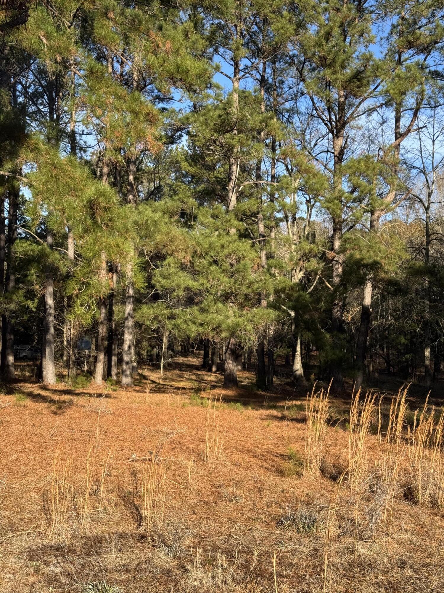 0 Lake Marion Shores Road Summerton, SC 29148 - Photo 6 of 12 IMG_8316