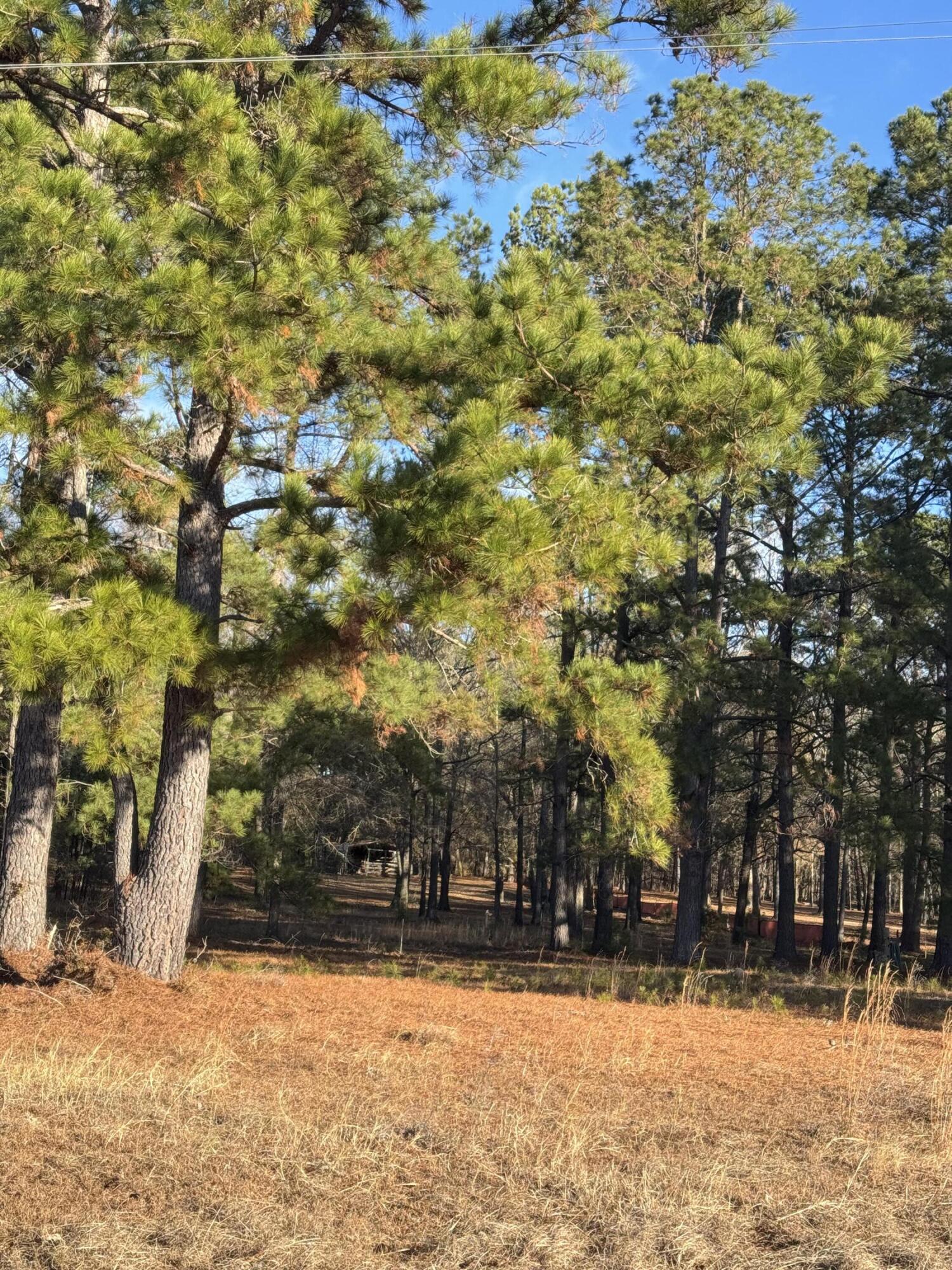 0 Lake Marion Shores Road Summerton, SC 29148 - Photo 7 of 12 IMG_8313