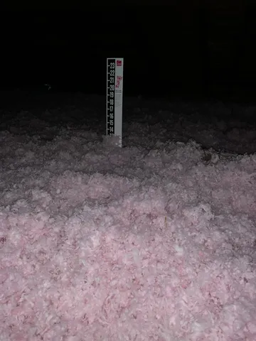 a close up of a tall trees in a yard