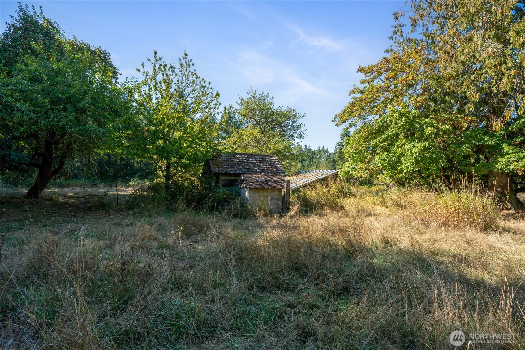 36716 Eatonville Cutoff Road East Eatonville, WA 98328 - Photo 18 of 37 a view of a yard with plants and a large tree
