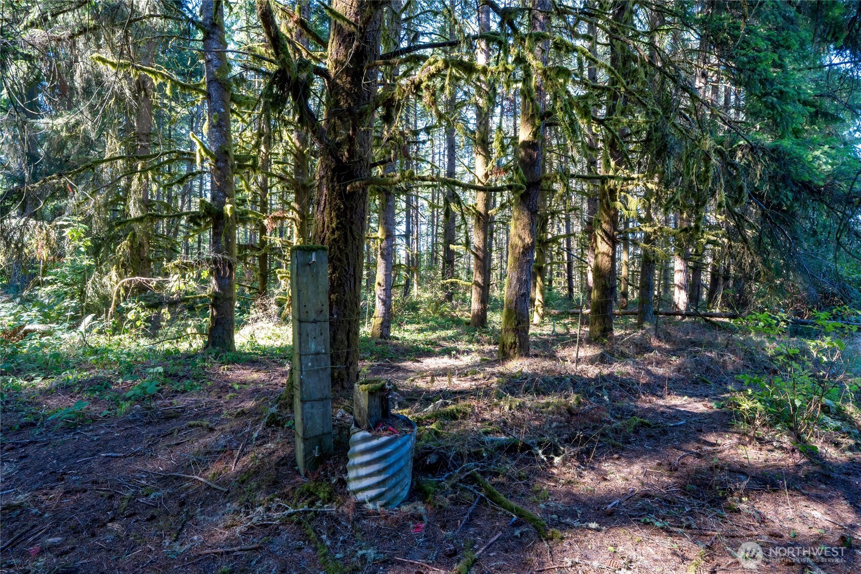 36716 Eatonville Cutoff Road East Eatonville, WA 98328 - Photo 19 of 37 a view of a forest with trees