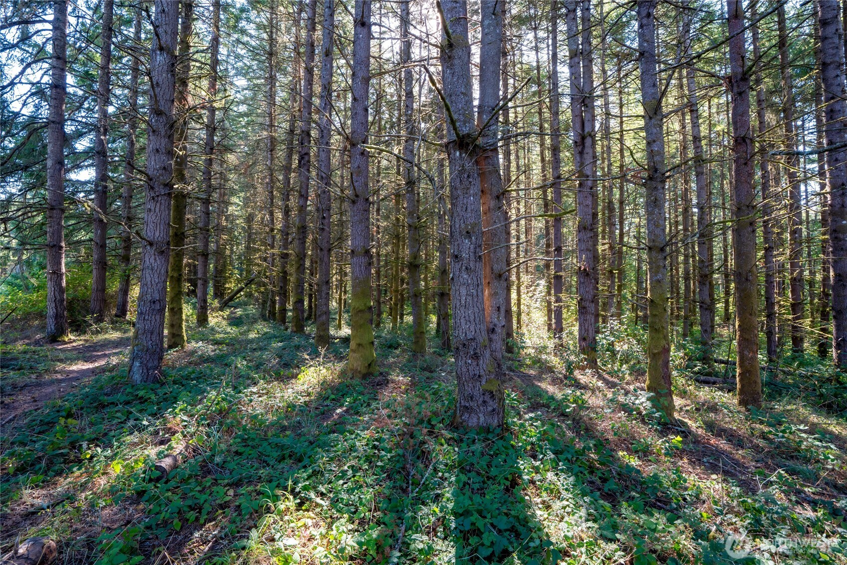 36716 Eatonville Cutoff Road East Eatonville, WA 98328 - Photo 22 of 37