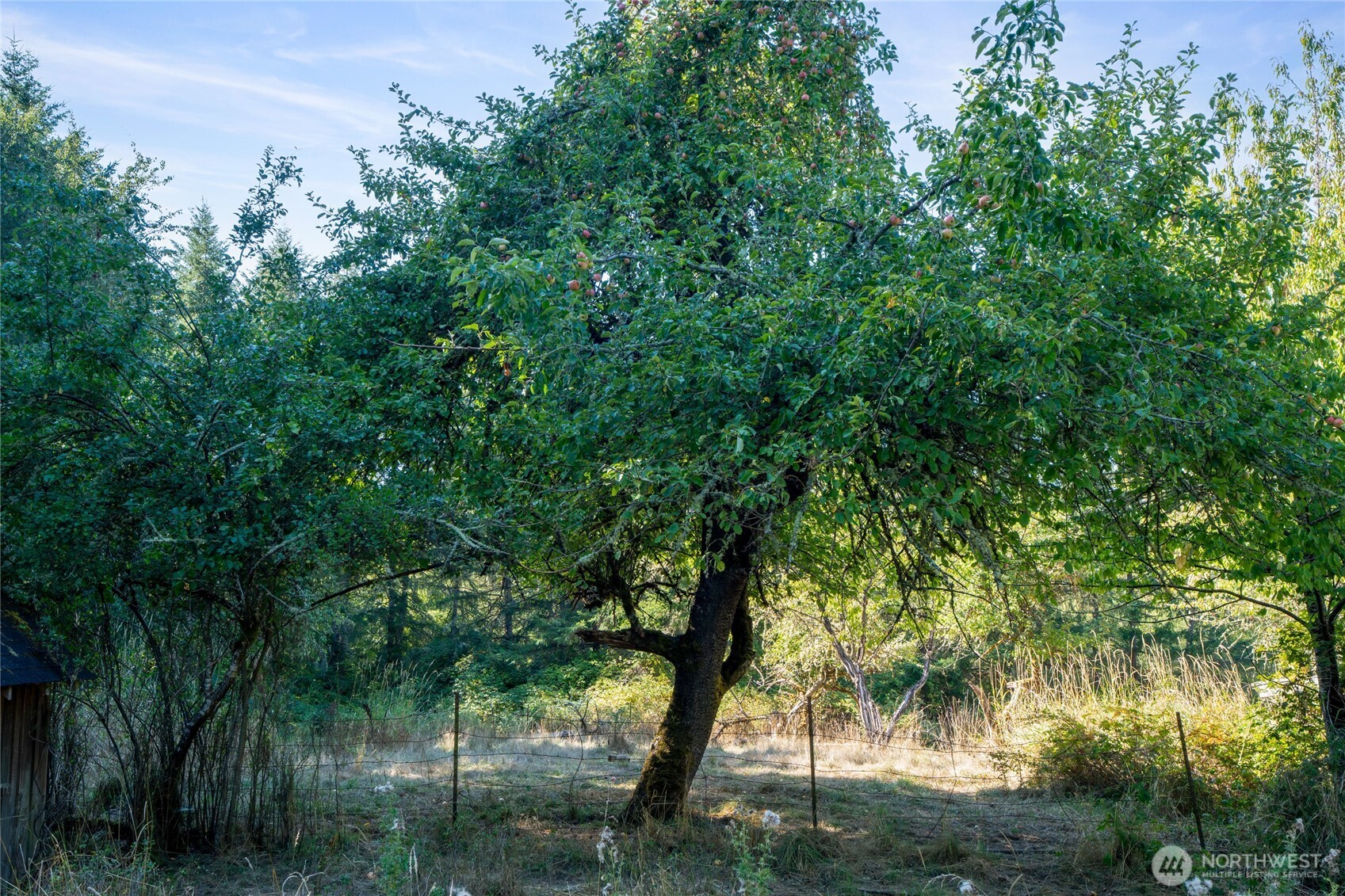 36716 Eatonville Cutoff Road East Eatonville, WA 98328 - Photo 23 of 37 a view of a forest