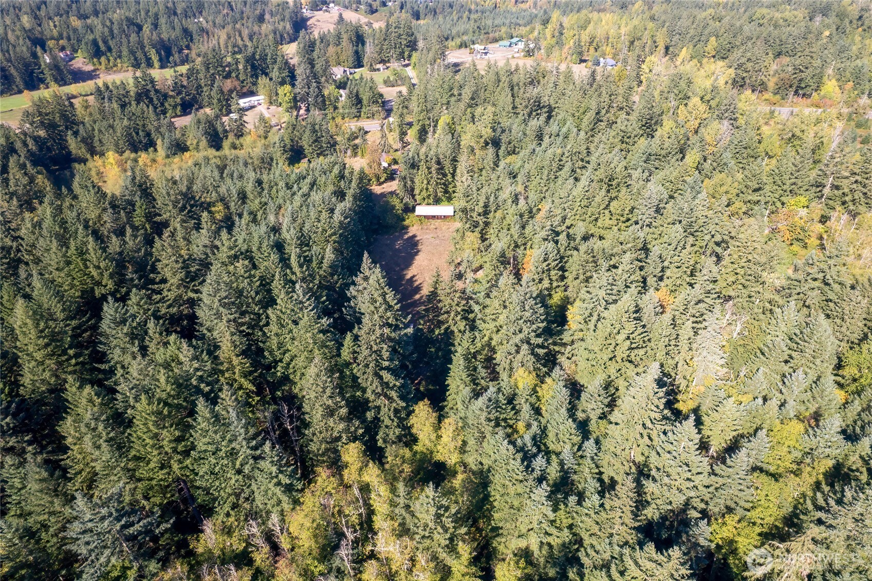 36716 Eatonville Cutoff Road East Eatonville, WA 98328 - Photo 27 of 37 a close up of a plant in a forest