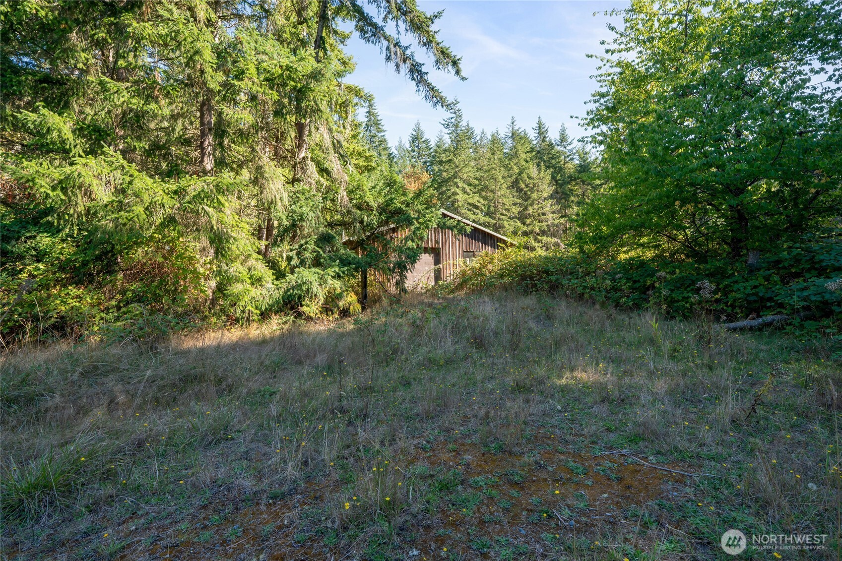 36716 Eatonville Cutoff Road East Eatonville, WA 98328 - Photo 31 of 37 a view of a forest
