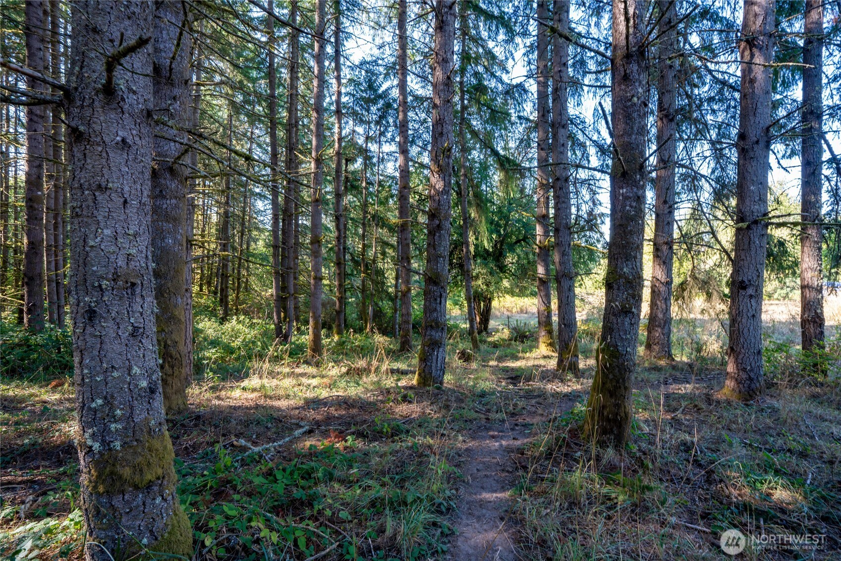 36716 Eatonville Cutoff Road East Eatonville, WA 98328 - Photo 8 of 37 a view of outdoor space with lots of green space