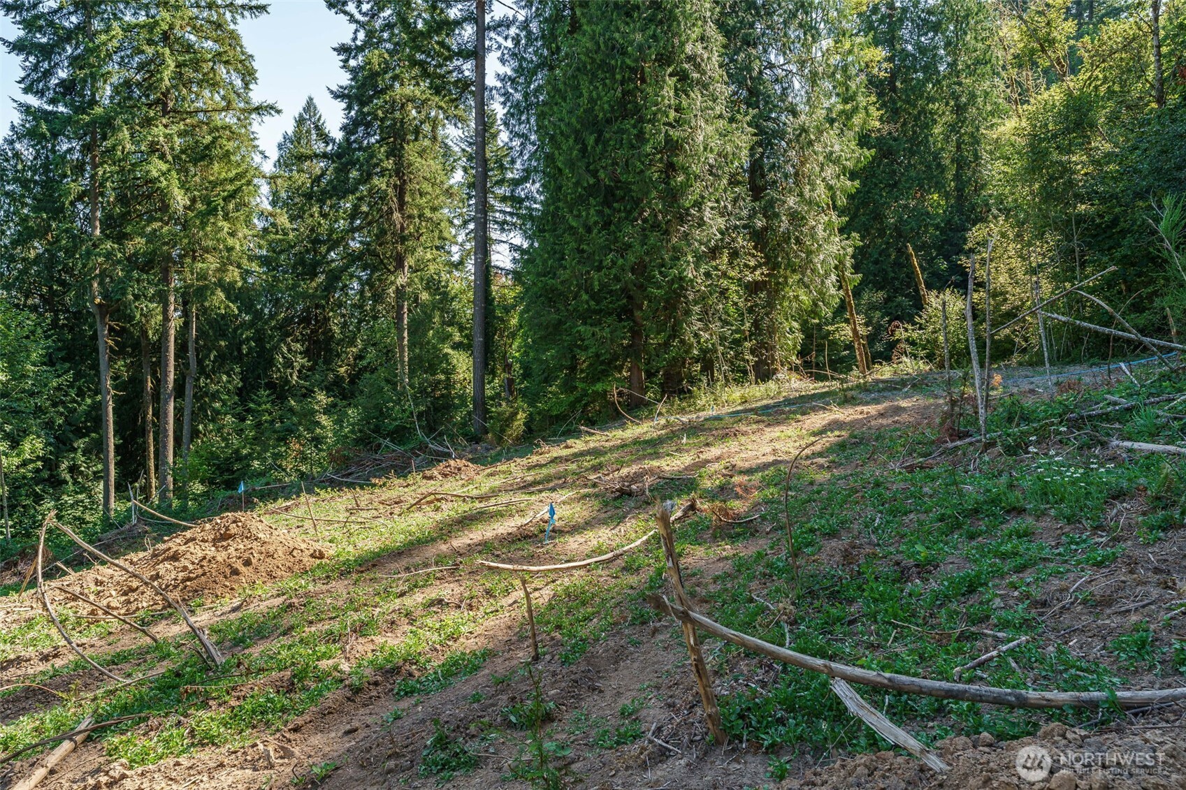 0 Northeast Johnson Road La Center, WA 98629 - Photo 16 of 27 a view of a yard with large trees