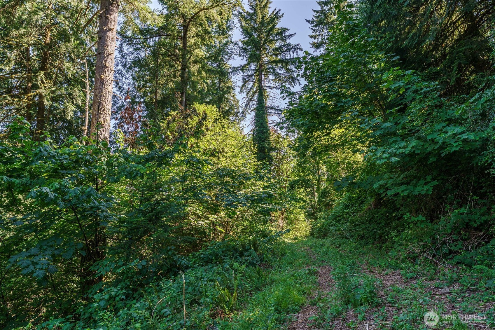 0 Northeast Johnson Road La Center, WA 98629 - Photo 3 of 27 a view of a lush green forest