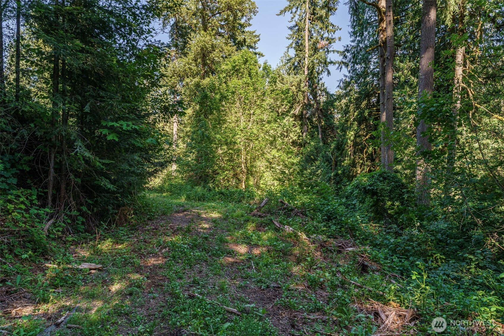 0 Northeast Johnson Road La Center, WA 98629 - Photo 4 of 27 a view of a forest with trees in the background