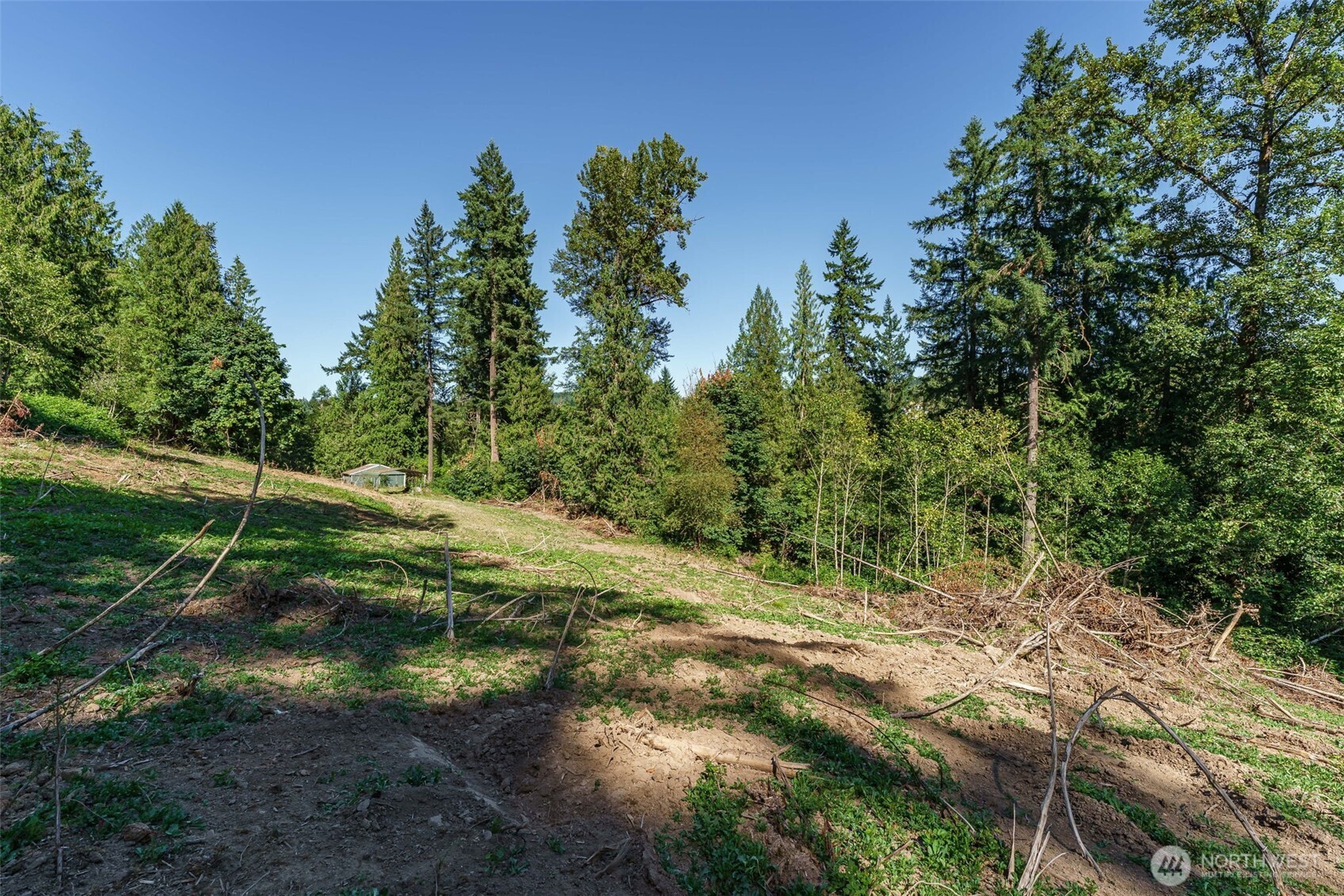 0 Northeast Johnson Road La Center, WA 98629 - Photo 6 of 27 a view of a forest with trees in the background