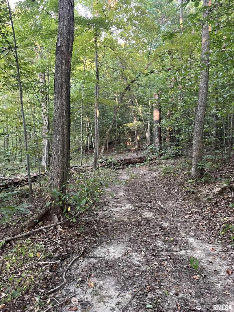 5435 Hickory Ridge Road Pomona, IL 62975 - Photo 49 of 67 a view of a forest with trees in the background