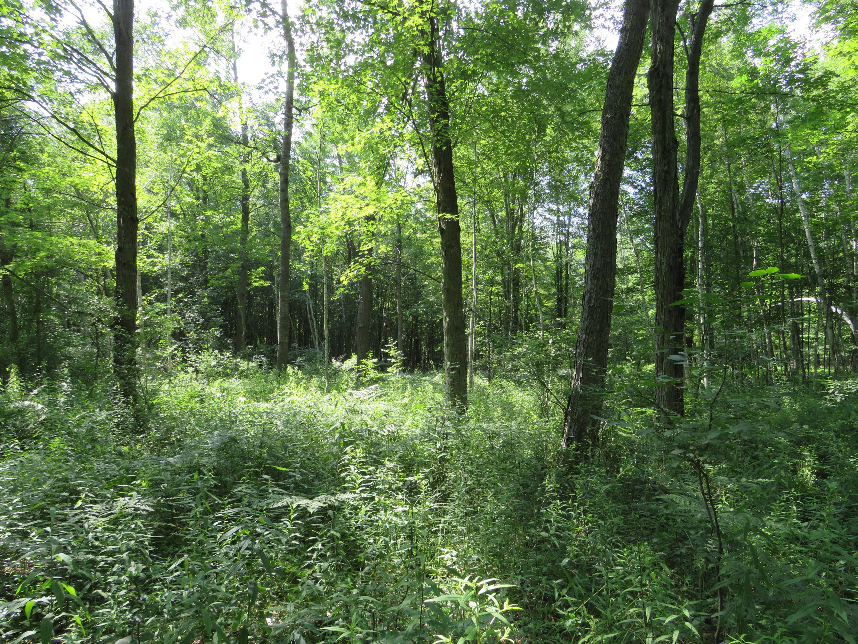 Northeast County Line Road Coleman, MI 48618 - Photo 26 of 54 IMG_7157