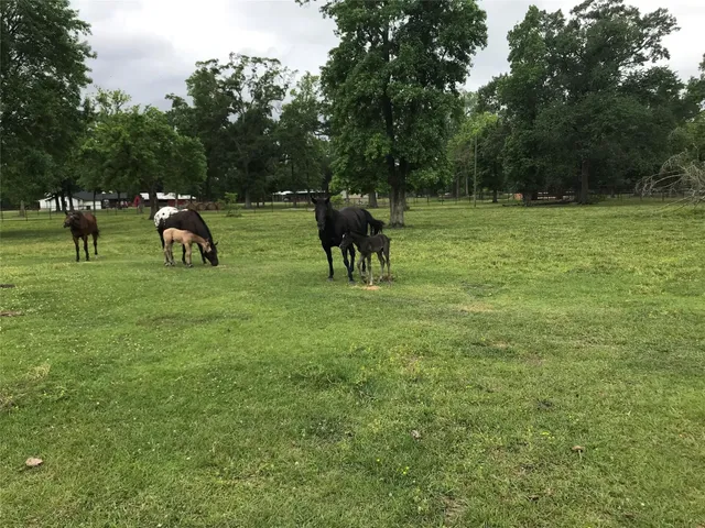 a view of a park with large trees