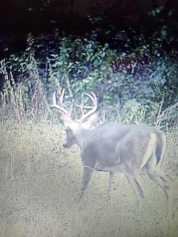 a view of a yard with an outdoor space