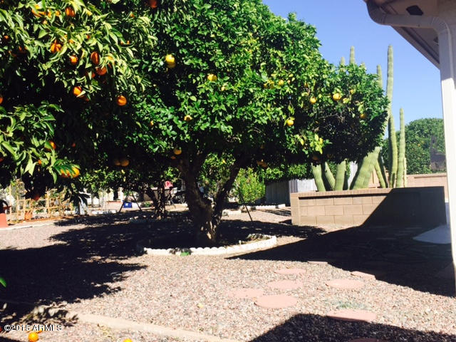 6334 East Adobe Road Mesa, AZ 85205 - Photo 23 of 30 mture citrus trees (3)