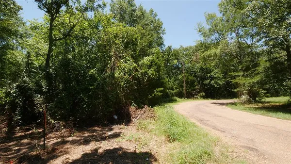 a view of a lush green forest