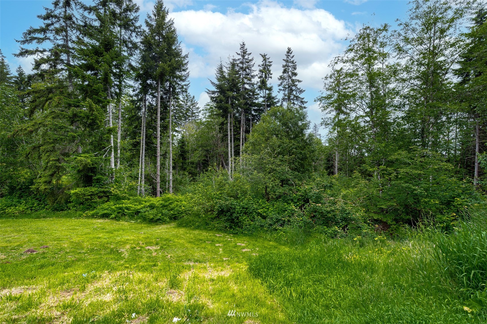 181 Crego Ridge Road Chehalis, WA 98532 - Photo 30 of 33 a view of a lush green forest