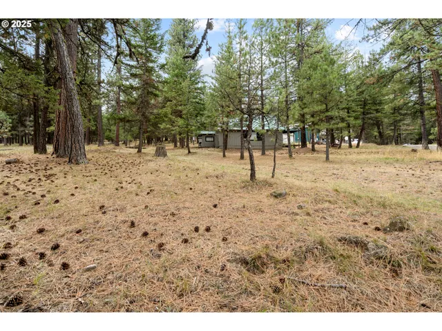 a view of yard with trees
