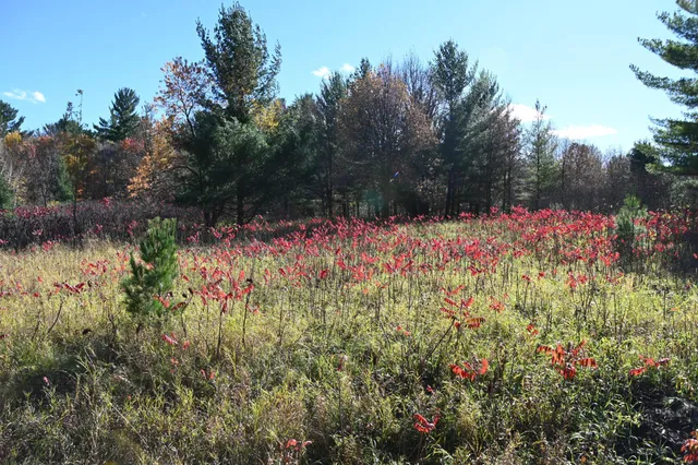 $17,500 | Tbd Pike Court, Browerville, MN 56438