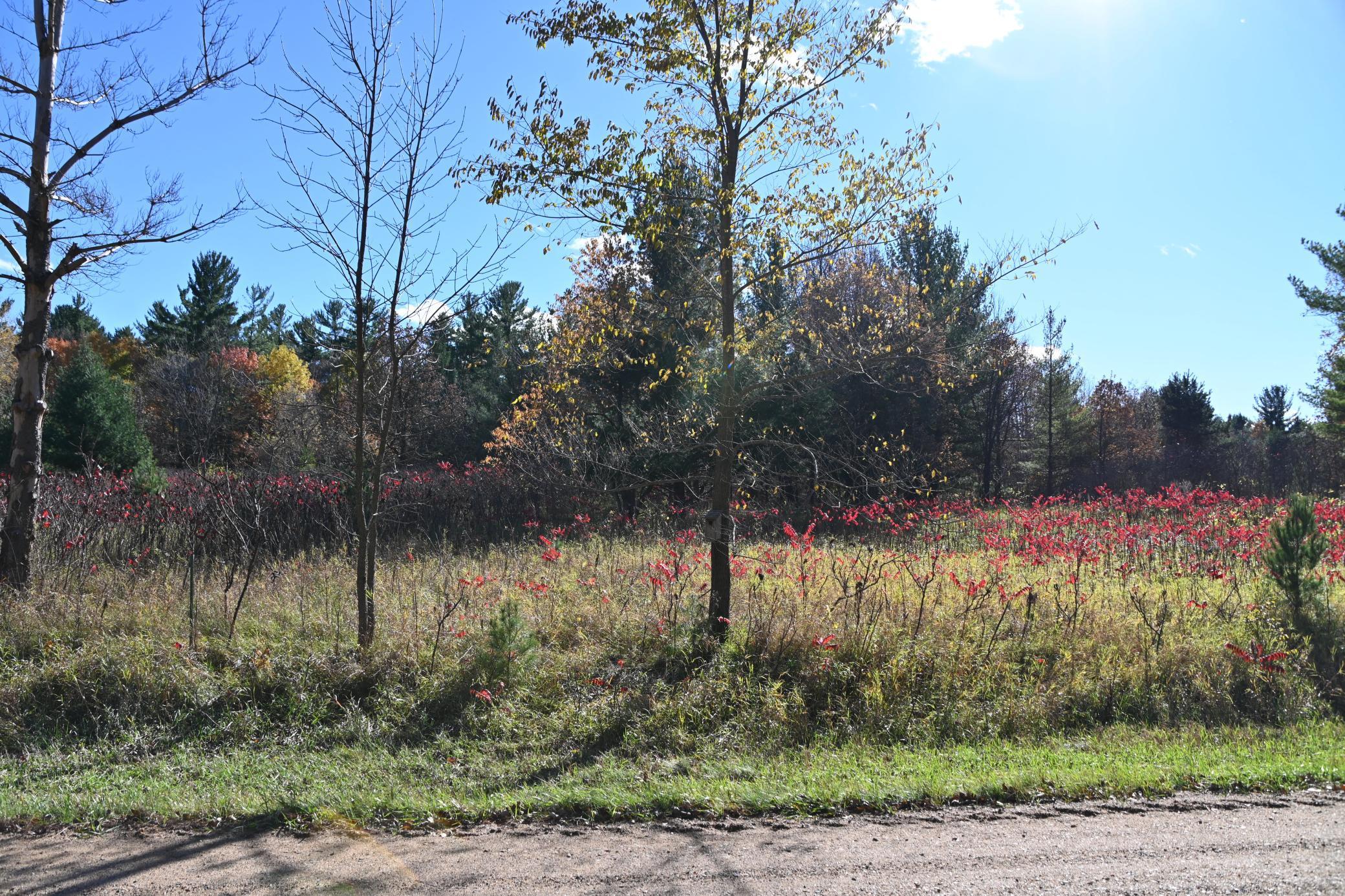 Tbd Pike Court Browerville, MN 56438 - Photo 2 of 15