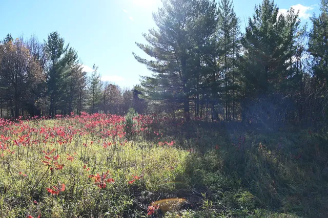 $17,500 | Tbd Pike Court, Browerville, MN 56438