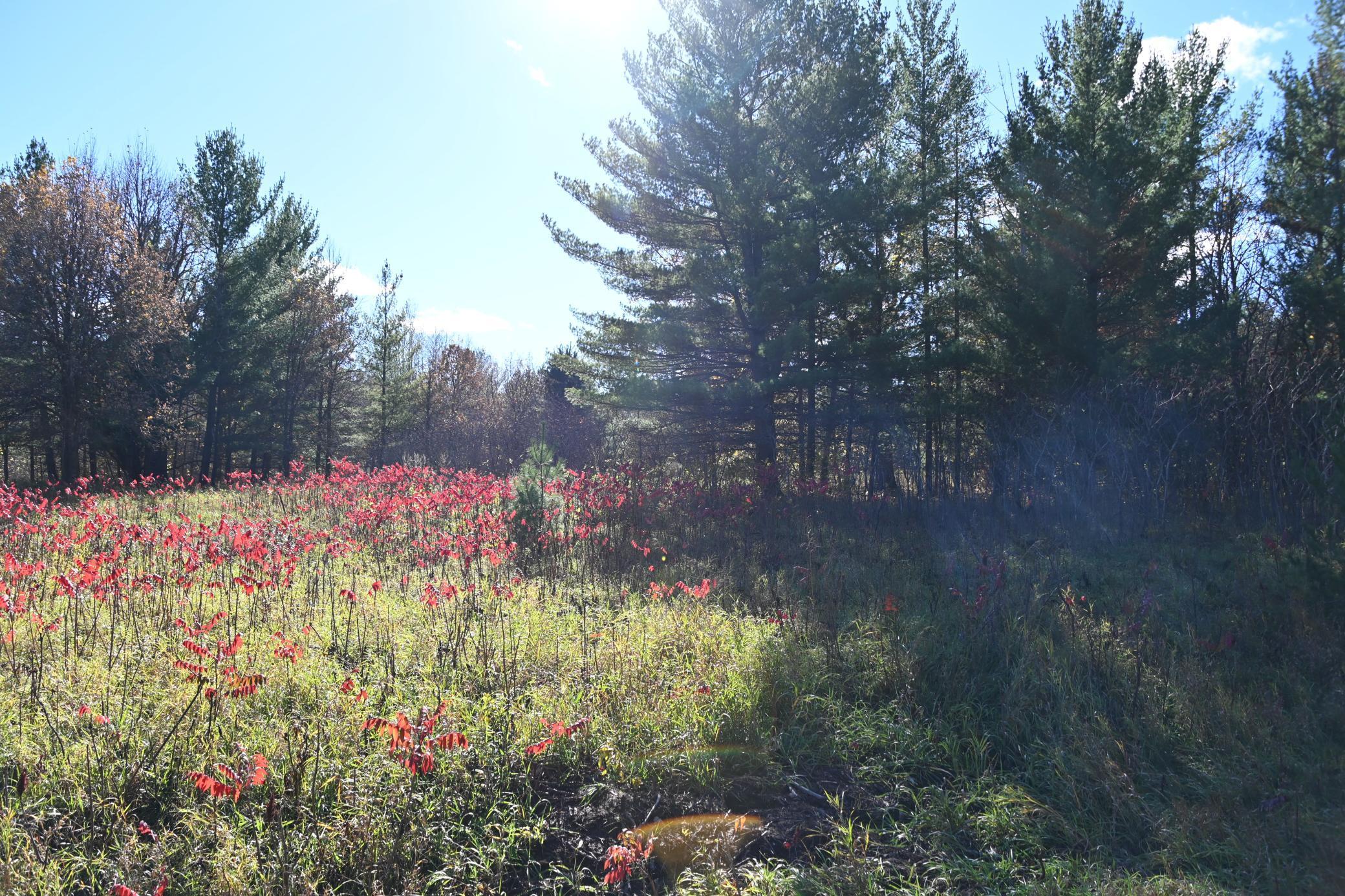 Tbd Pike Court Browerville, MN 56438 - Photo 7 of 15