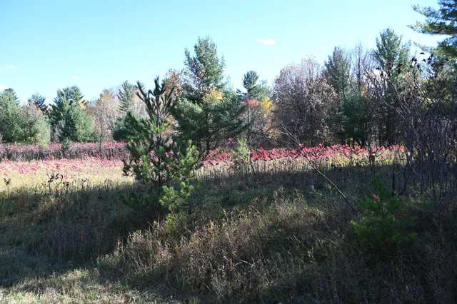 $17,500 | Tbd Pike Court, Browerville, MN 56438