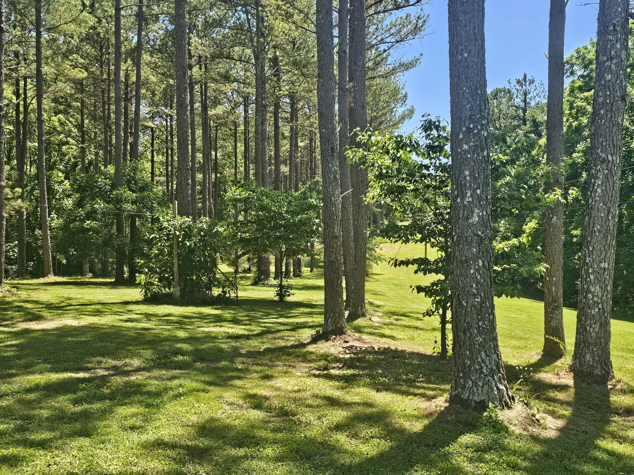 20 Fleeman Road Lawrenceburg, TN 38464 - Photo 4 of 17 a view of a park with large trees