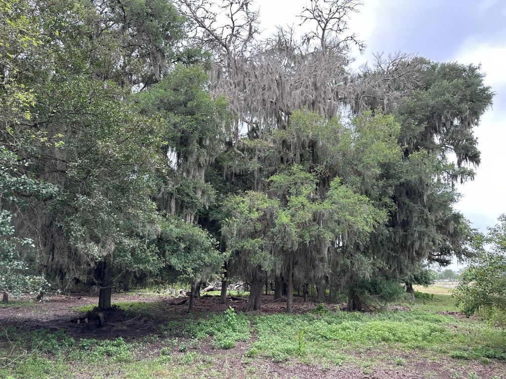 305 Cr 305 Beeville Tx 78102 Beeville, TX 78102 - Photo 17 of 30 a view of outdoor space with lots of trees
