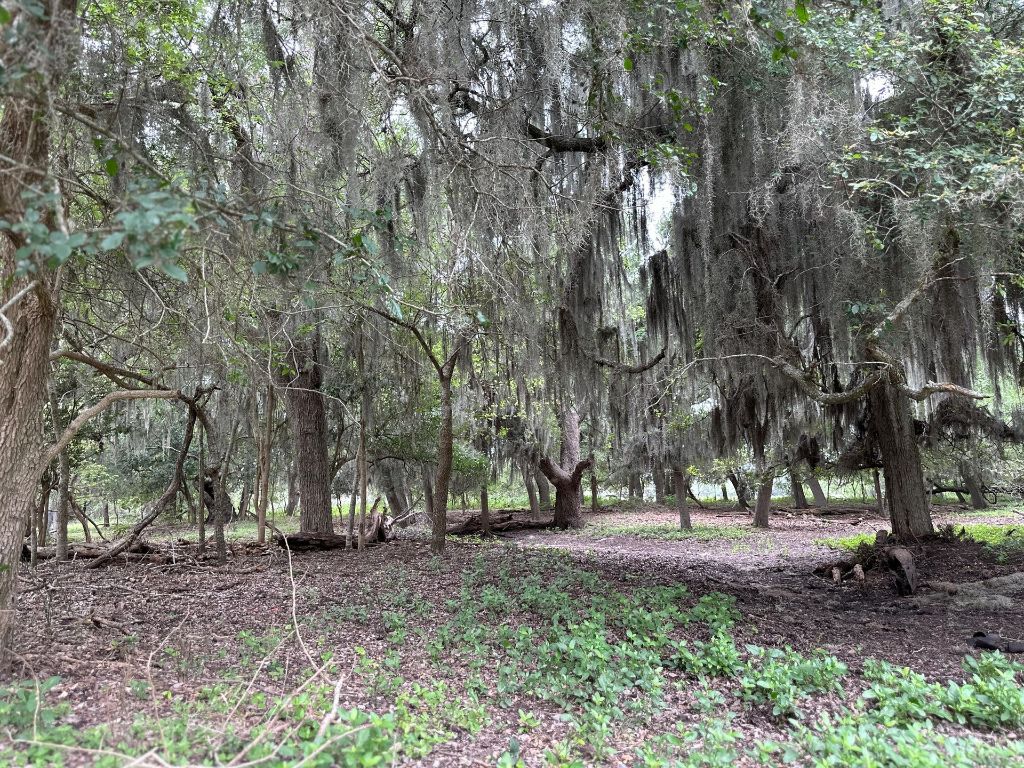 305 Cr 305 Beeville Tx 78102 Beeville, TX 78102 - Photo 18 of 30 a view of road with trees