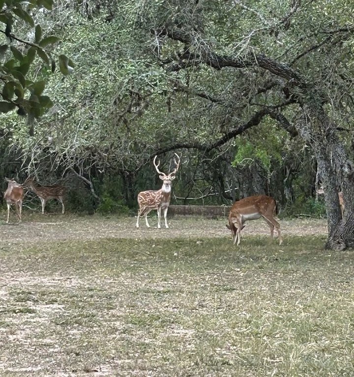 305 Cr 305 Beeville Tx 78102 Beeville, TX 78102 - Photo 2 of 30 a view of a yard with a bench and some trees