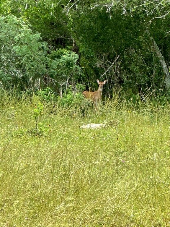 305 Cr 305 Beeville Tx 78102 Beeville, TX 78102 - Photo 22 of 30 a view of a big yard with plants and large trees