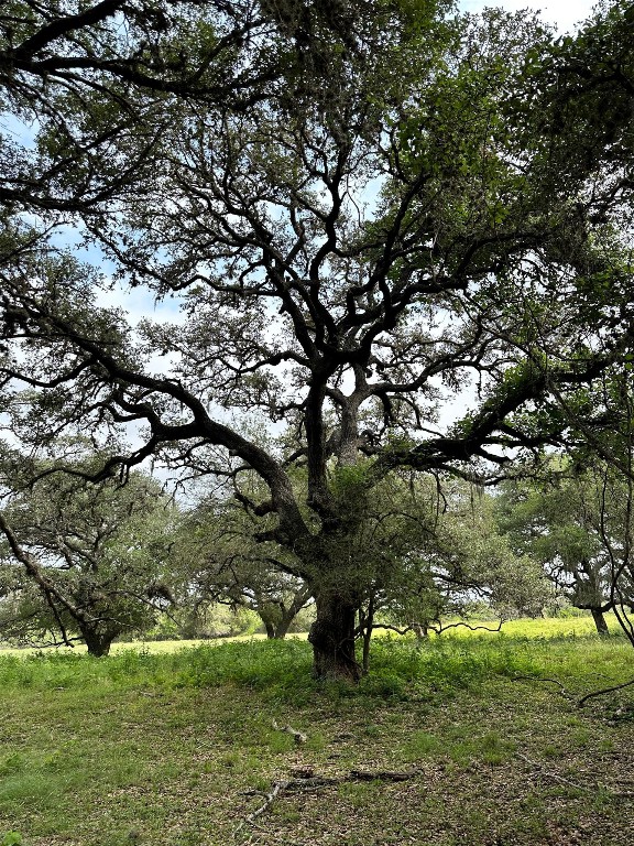 305 Cr 305 Beeville Tx 78102 Beeville, TX 78102 - Photo 28 of 30 a view of a tree in a yard