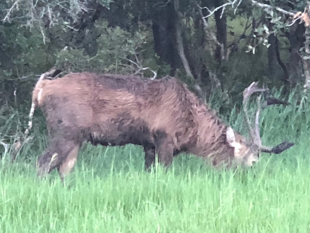 305 Cr 305 Beeville Tx 78102 Beeville, TX 78102 - Photo 29 of 30 a backyard of a house with lots of green space