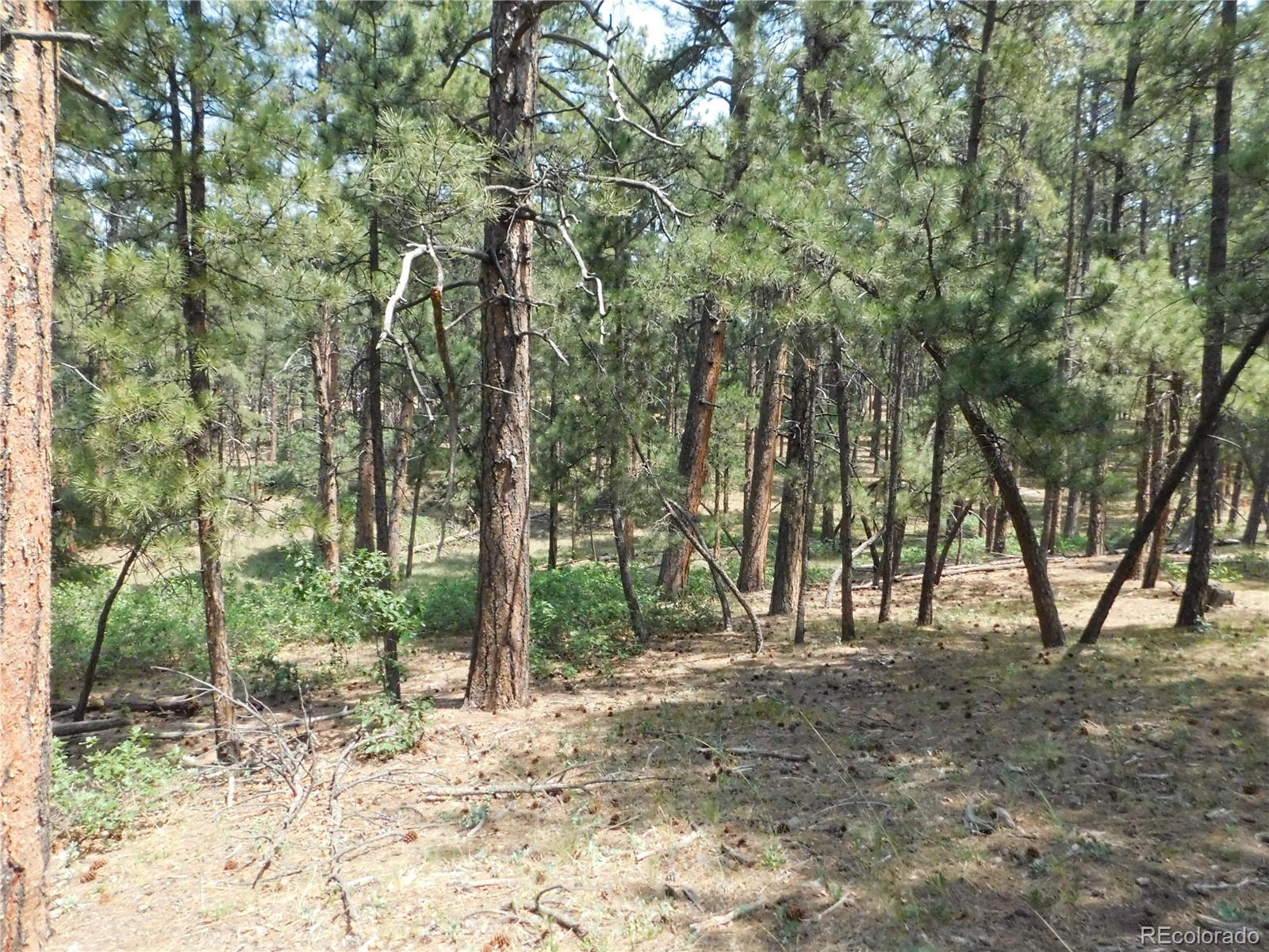 8356 Quivas Road Larkspur, CO 80118 - Photo 13 of 44